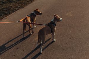 Purebred dogs with leashes standing on asphalt path