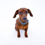 Dachshund Fun Facts: The Wiener Dog’s Unique Features
