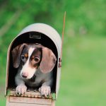 Dachshund Tales: Heartwarming Stories from Owners
