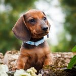 Dachshund Breed Clubs and Communities