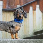 Dachshund Therapy Dogs: Spreading Love and Comfort